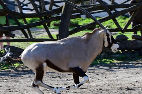 VYPOUŠTĚNÍ ORYXŮ