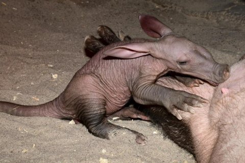 ZOO OLOMOUC MÁ MLÁDĚ HRABÁČE!!!