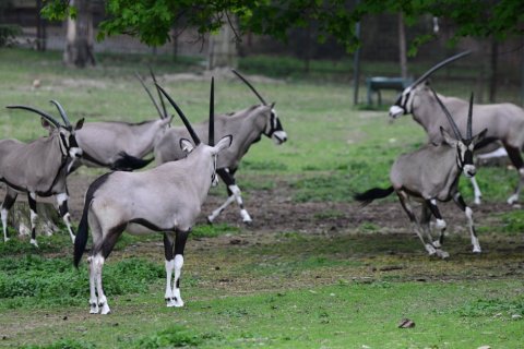ORYXOVÉ ODCESTOVALI NA FILIPÍNY