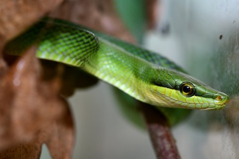 Gonyosoma