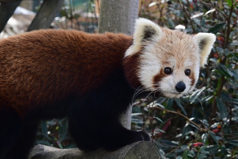 Panda červená