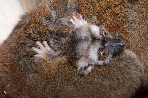 Lemur běločelý