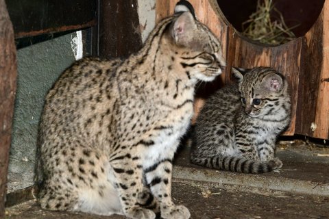 OCELOT SLANIŠTNÍ