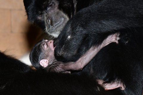 Siamang