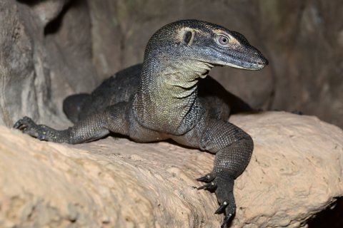 Varan Mertensův