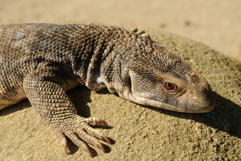 Varan stepní
