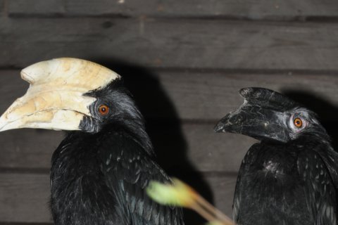 Zoborožec malajský