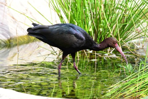 Ibis andský