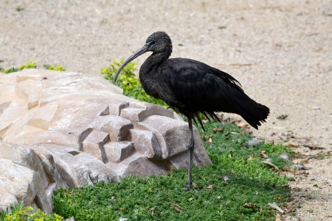 Ibis hnědý