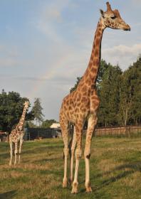 Žirafa Rothschildova | Zoo Olomouc - Svatý Kopeček