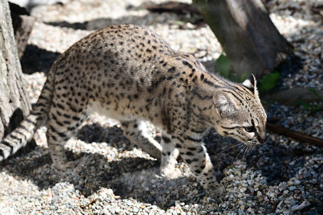 Ocelot slaništní