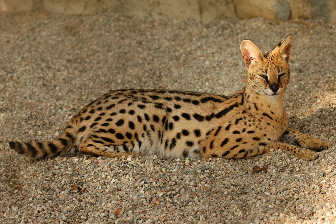 Serval stepní