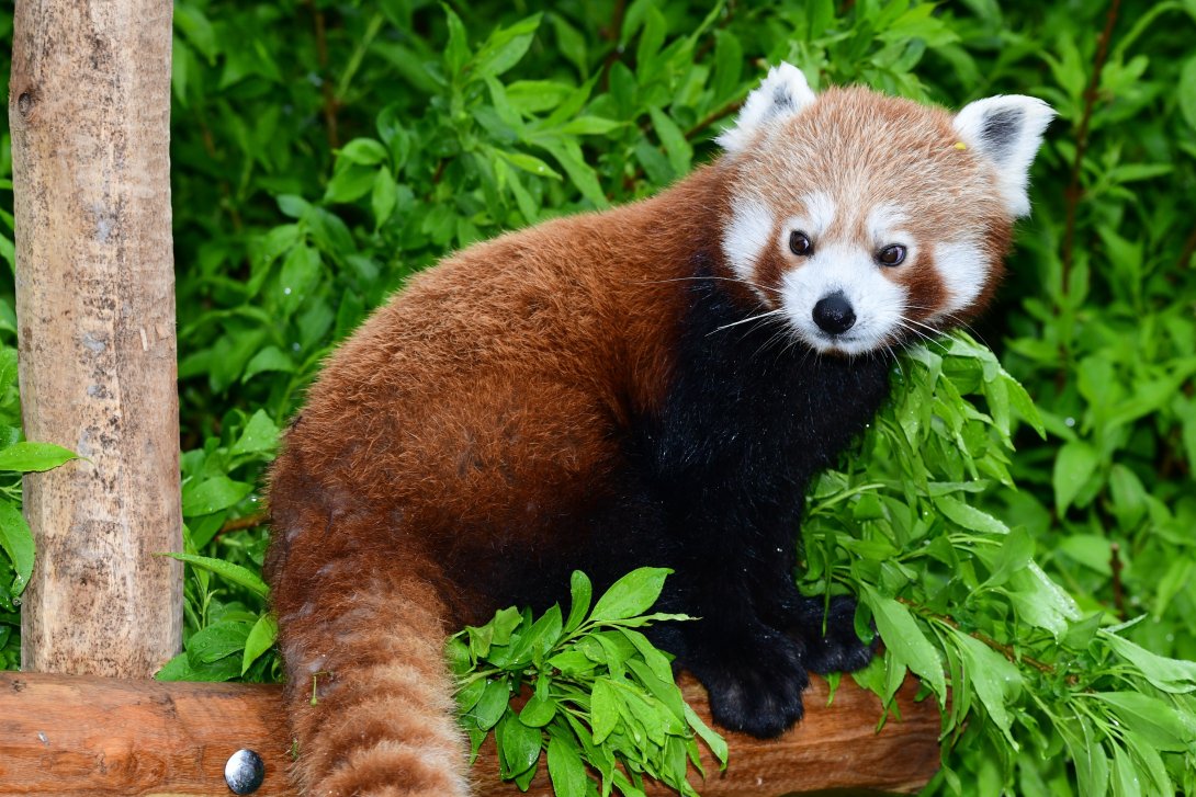 Panda červená