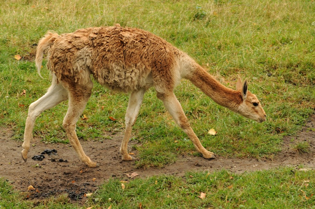 Lama vikuňa