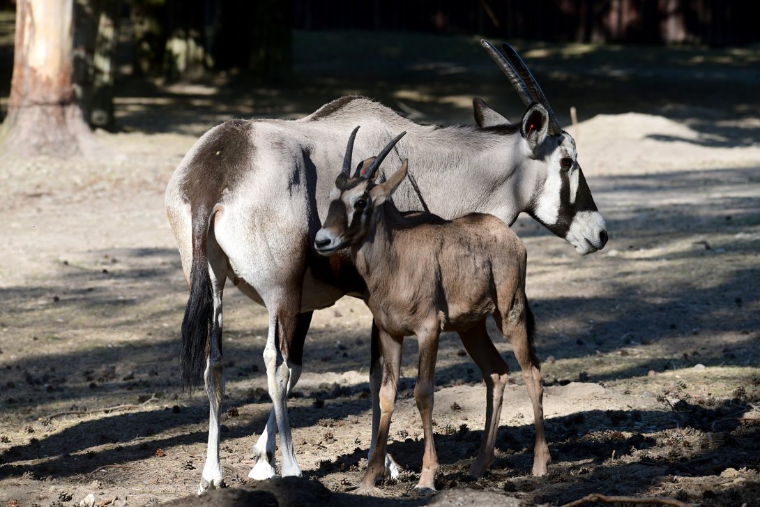 Oryx jihoafrický