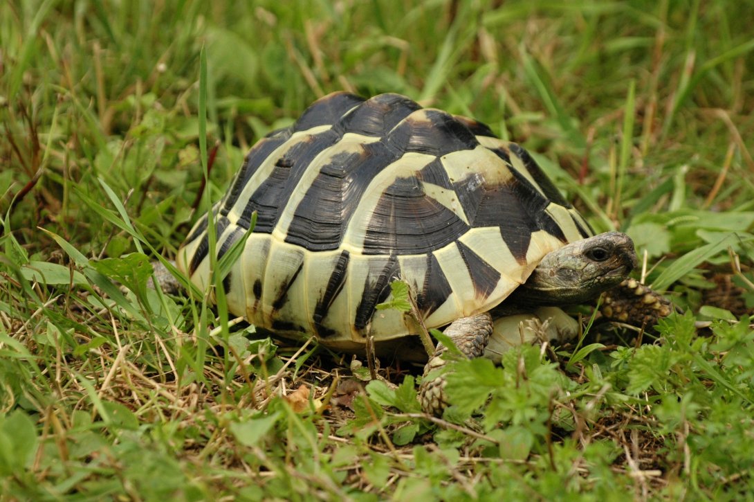 Želva zelenavá
